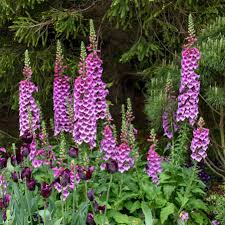 Image result for Digitalis purpurea