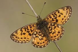 Attēlu rezultāti vaicājumam “Clossiana selene”