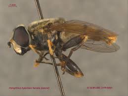 Attēlu rezultāti vaicājumam “Helophilus hybridus male”