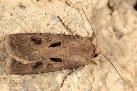 Attēlu rezultāti vaicājumam “Agrotis exclamationis”