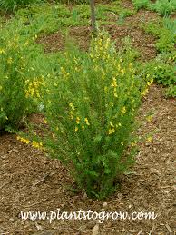 Attēlu rezultāti vaicājumam “Licea pygmaea”