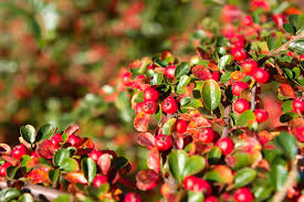 Attēlu rezultāti vaicājumam “Arctostaphylos uva-ursi fruit”