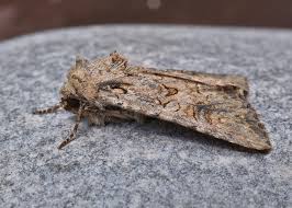 Attēlu rezultāti vaicājumam “Hadula trifolii”