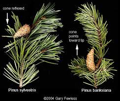 Attēlu rezultāti vaicājumam “Pinus sylvestris leaf”
