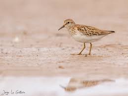Image result for Calidris minutilla