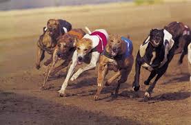 Image result for Reading Greyhound Track