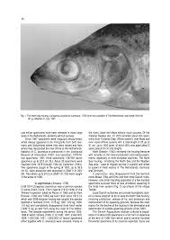 Image result for Coregonus lavaretus oxyrinchus