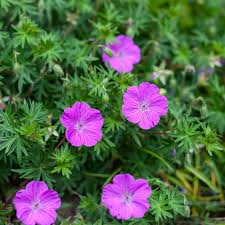 Attēlu rezultāti vaicājumam “Geranium sanguineum flower”
