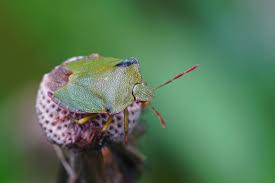 Attēlu rezultāti vaicājumam “Palomena prasina imago”