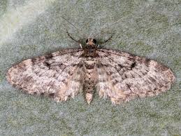 Attēlu rezultāti vaicājumam “Eupithecia tantillaria”