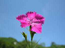 Attēlu rezultāti vaicājumam “Caryophyllaceae”