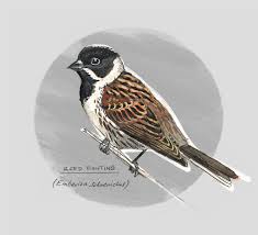 Attēlu rezultāti vaicājumam “Emberiza schoeniclus male”