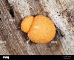 Attēlu rezultāti vaicājumam “Lycogala sp.”