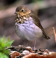 Image result for Catharus ustulatus