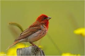 Attēlu rezultāti vaicājumam “Carpodacus erythrinus”