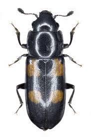 Attēlu rezultāti vaicājumam “Glischrochilus quadripunctatus”