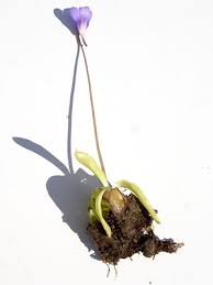 Attēlu rezultāti vaicājumam “Pinguicula vulgaris”