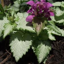 Attēlu rezultāti vaicājumam “Lamium”