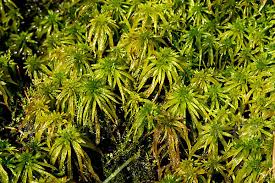 Attēlu rezultāti vaicājumam “Sphagnum riparium”