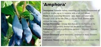 Attēlu rezultāti vaicājumam “Lonicera ferdinandii fruit”