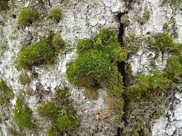 Attēlu rezultāti vaicājumam “Dicranum viride”