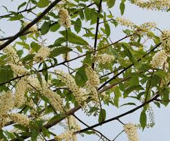 Attēlu rezultāti vaicājumam “Padus avium flower”