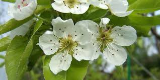 Attēlu rezultāti vaicājumam “Pyrus communis flower”