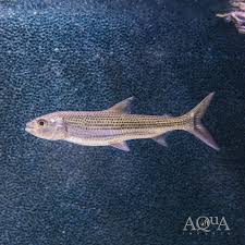 Image result for Goliath Tigerfish