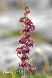 Attēlu rezultāti vaicājumam “Epipactis atrorubens bud”