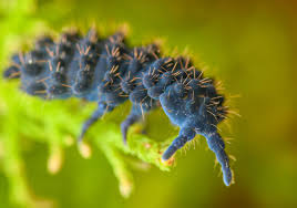 Attēlu rezultāti vaicājumam “myxomicetes”