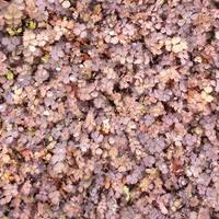 Attēlu rezultāti vaicājumam “Silene tatarica flower”