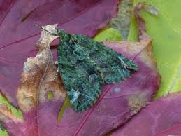 Attēlu rezultāti vaicājumam “Chloroclysta siterata”