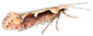 Attēlu rezultāti vaicājumam “Plutellidae”