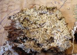 Attēlu rezultāti vaicājumam “Hyphodontia barba-jovis”