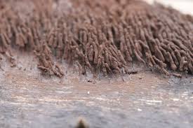 Attēlu rezultāti vaicājumam “Stemonaria irregularis”