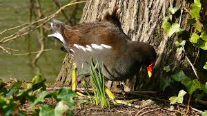 Attēlu rezultāti vaicājumam “Gallinula chloropus adult”
