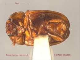 Attēlu rezultāti vaicājumam “Epuraea sp.”