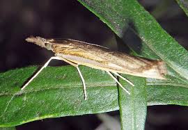 Attēlu rezultāti vaicājumam “Agriphila selasella”