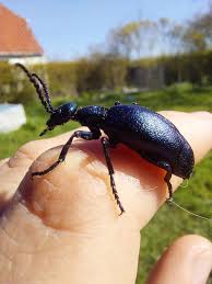 Attēlu rezultāti vaicājumam “Ctenicera pectinicornis male”