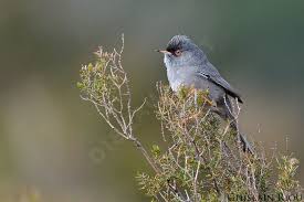 Image result for Sylvia sarda