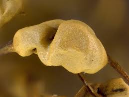 Attēlu rezultāti vaicājumam “Diderma ochraceum”