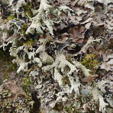 Attēlu rezultāti vaicājumam “Parmelia serrana”