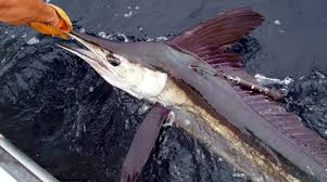 Image result for Kajikia albida