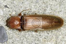 Attēlu rezultāti vaicājumam “Athous sp.”