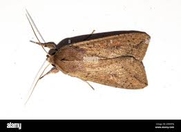 Attēlu rezultāti vaicājumam “Mythimna sp.”