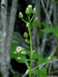 Attēlu rezultāti vaicājumam “Erigeron acris flower”