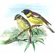 Image result for Emberiza aureola