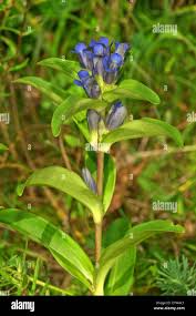 Attēlu rezultāti vaicājumam “Gentiana cruciata bud”