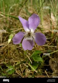 Attēlu rezultāti vaicājumam “Viola hirta flower”