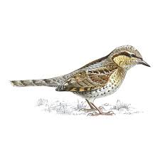 Image result for Jynx torquilla